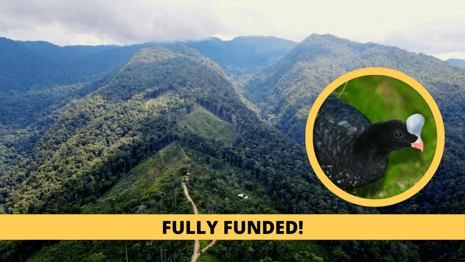 Pauxi Pauxi Reserve Expansion Saves Rainforest from Destruction