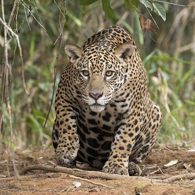 Jaguar, other animals of endangered primates rainforest reserve
