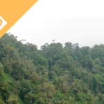 Strategic Acquisition to Protect a Unique Magdalena Rainforest Wilderness