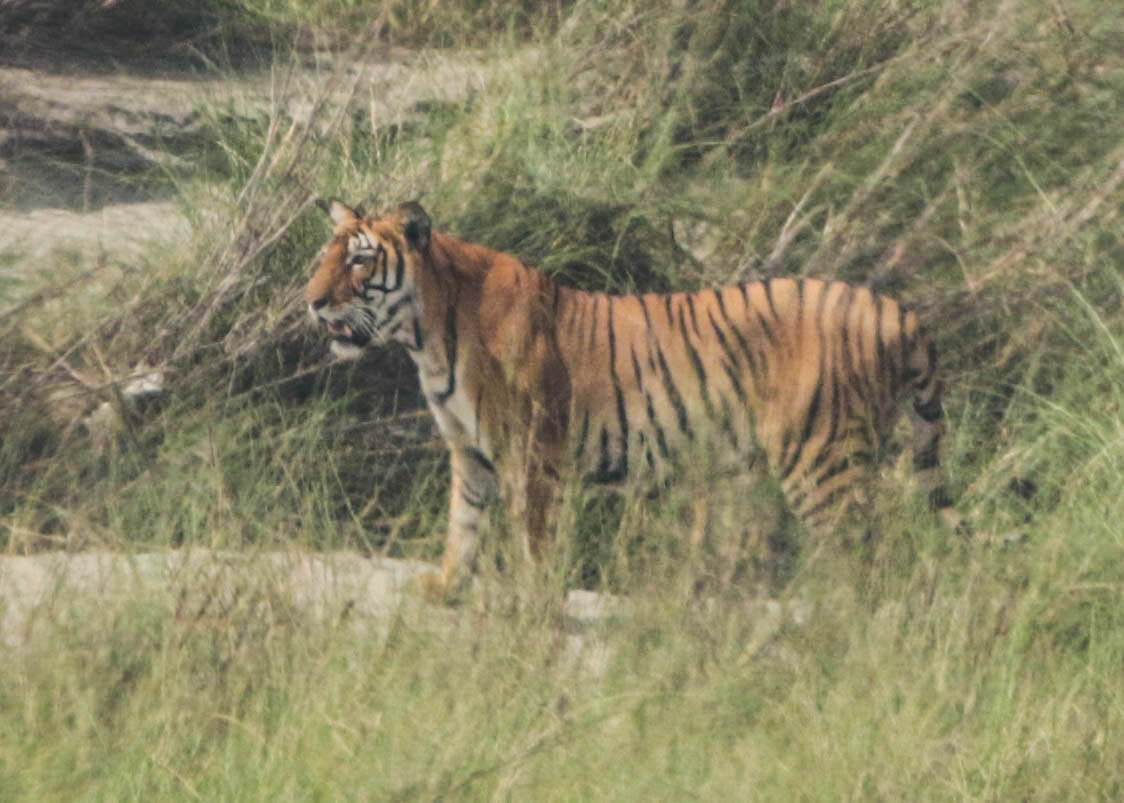 Bengla tiger Nepal by Larry