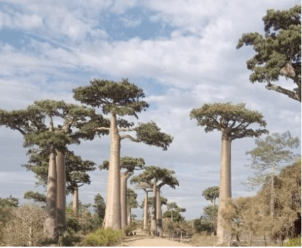 Updates from Madagascar:  Uplifting Communities, Preserving Baobab Trees