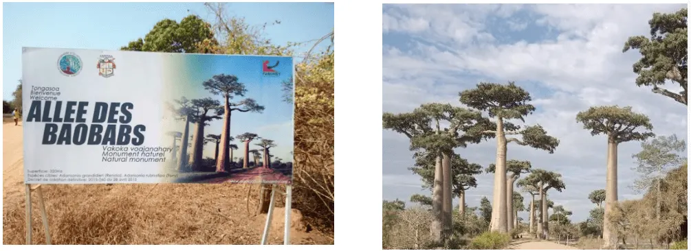 Updates from Madagascar:  Uplifting Communities, Protecting Baobab Trees
