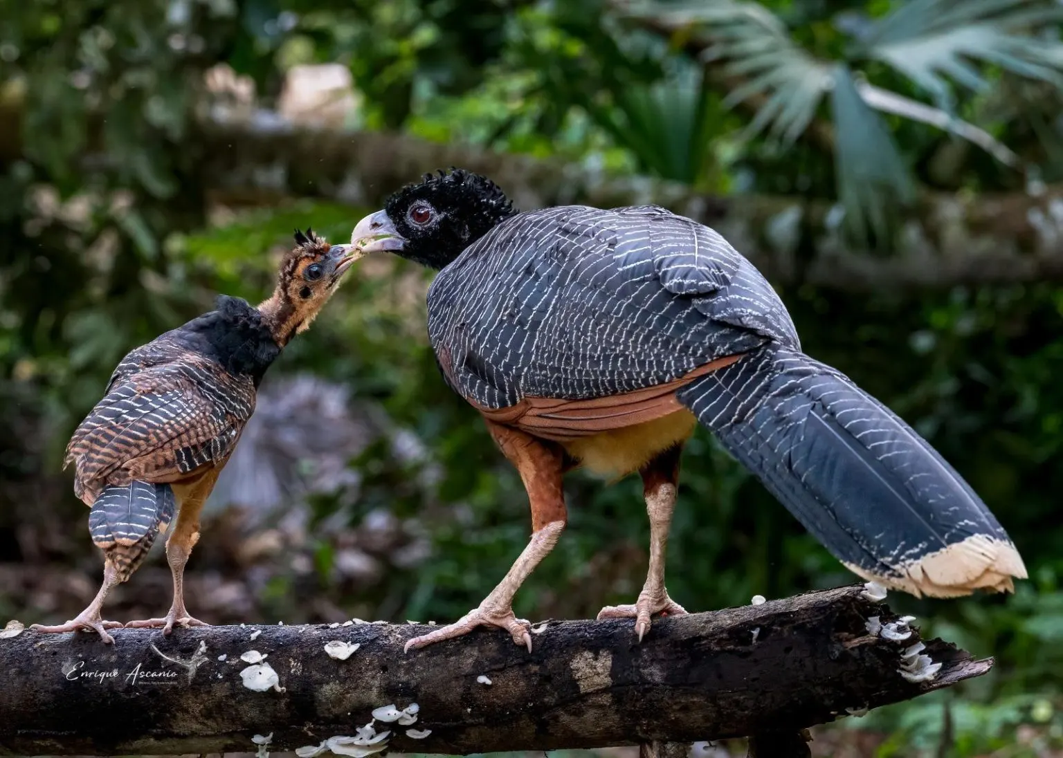 Conserving the Critically Endangered Blue-billed Curassow: Empowering Women with Accessible Healthcare in Puerto Pinzon