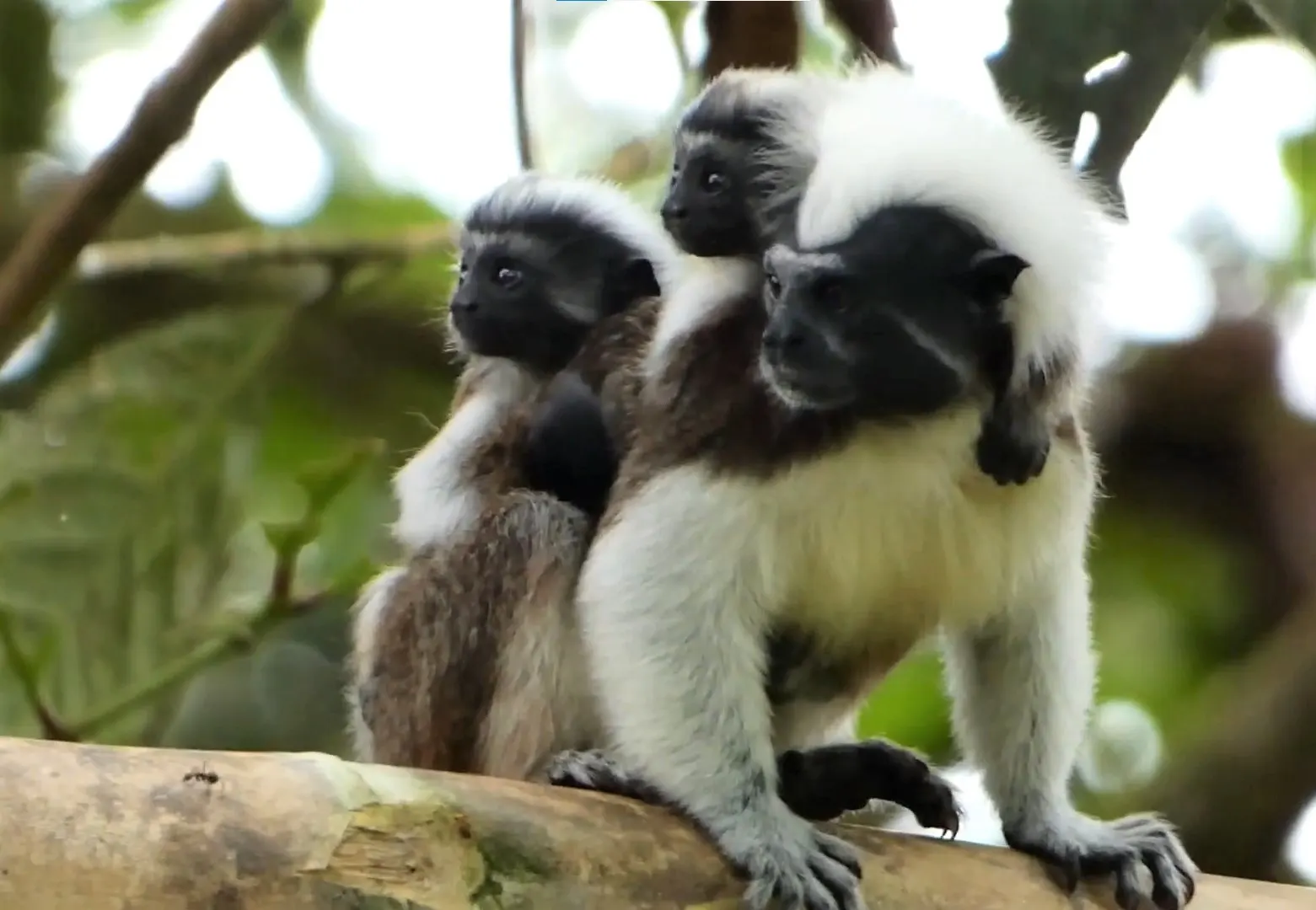 Grassroots Community Organizing Protects Colombia's Critically Endangered Cotton- Top Tamarin