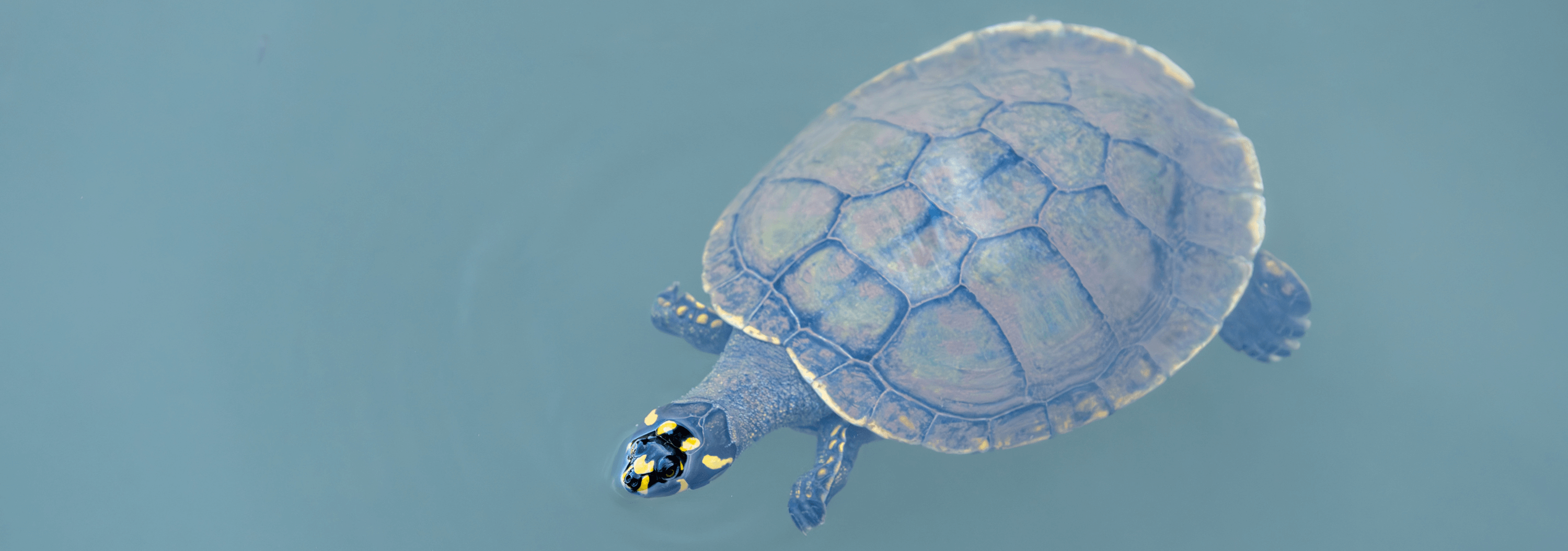 Amazon River Turtles