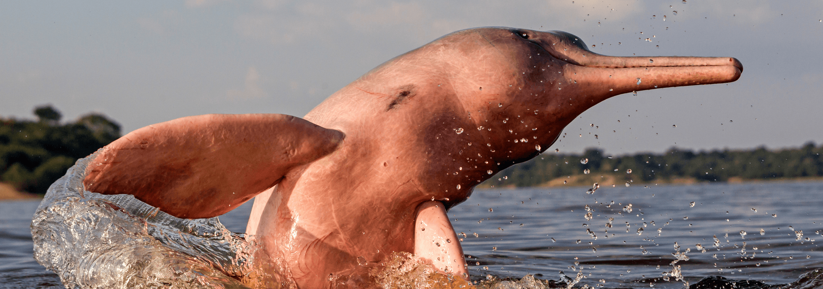 Saving Amazon River Dolphins