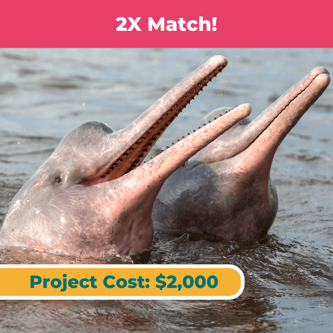 Saving Amazon River Dolphins & Preventing Zoonotic Disease: Women in Science
