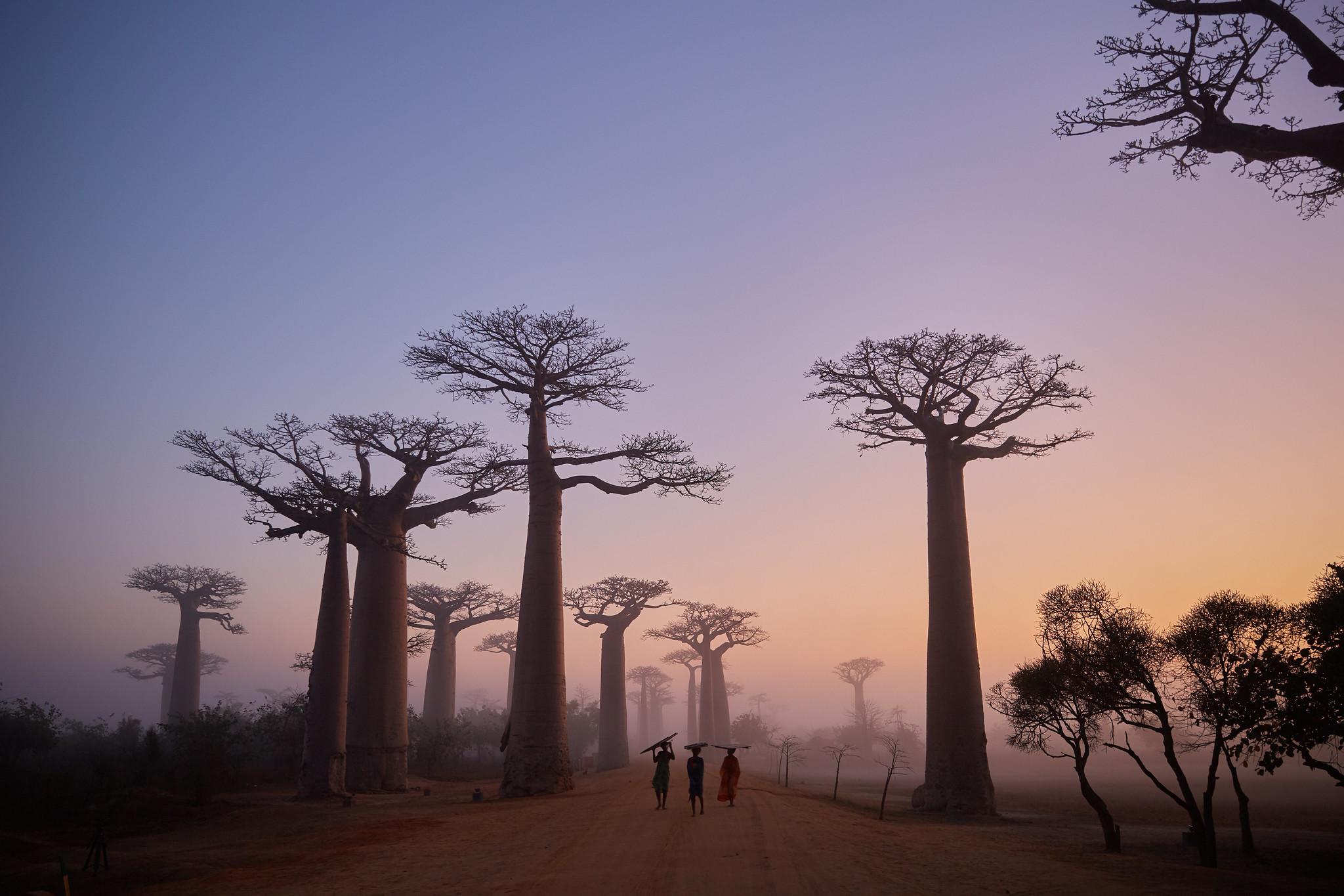 Protecting Madagascar’s Ancient Baobabs