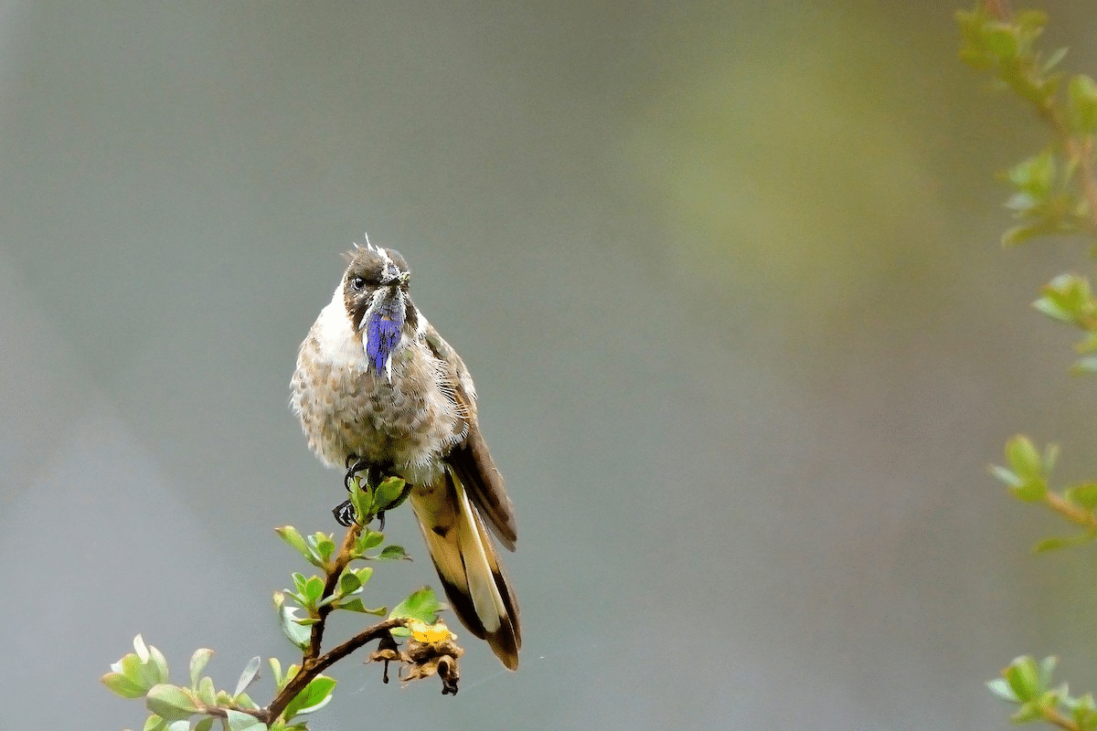 Blue-bearded Helmetcrest critically endangered hummingbird