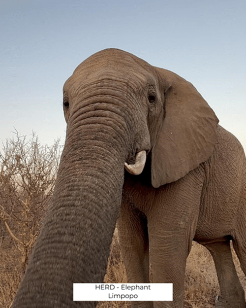 HERD elephants sanctuary